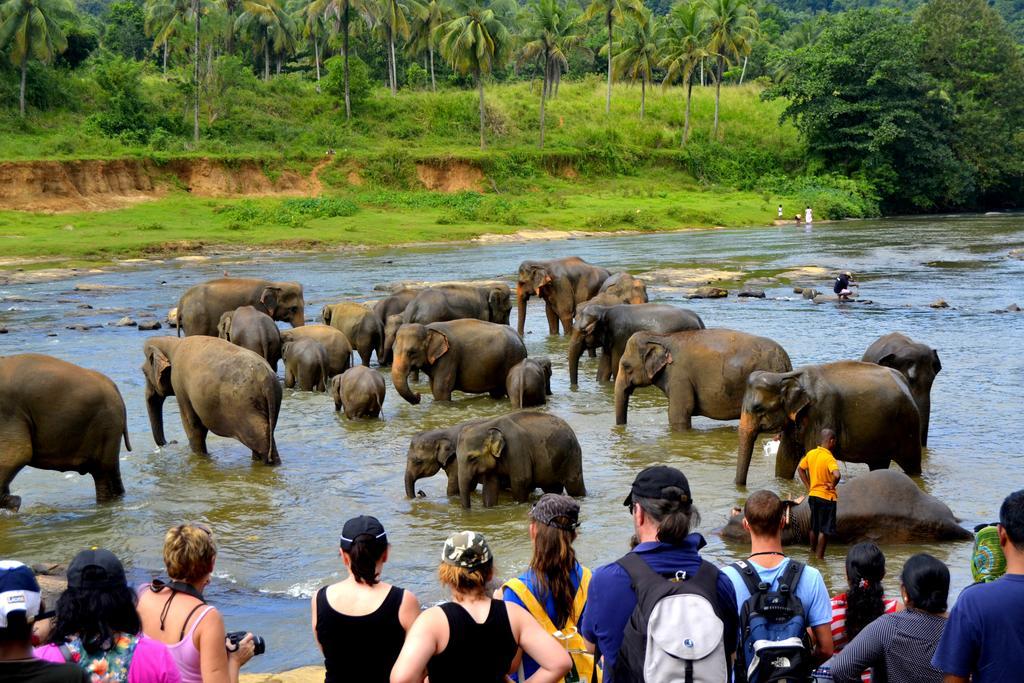 Basilico Homestay Kegalle Kültér fotó